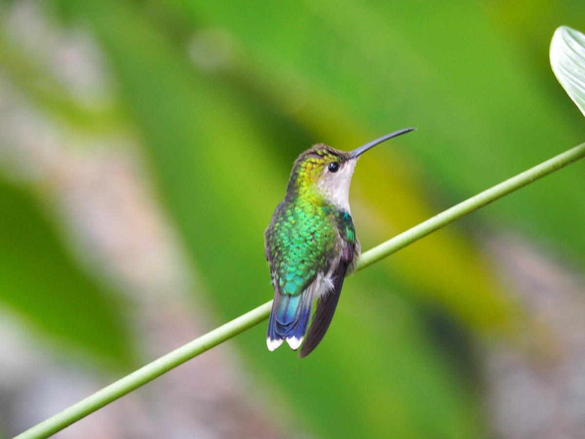Hotel The Hummingbird 5*